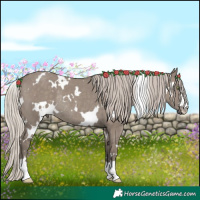 Horse Color:White Spotted Silver Grullo Rabicano