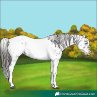 Horse Color:White Spotted Black Splash Tobiano Frame Appaloosa 