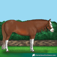 Horse Color:Chestnut Splash 