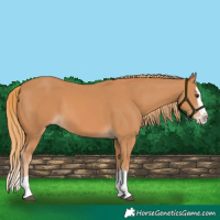 Horse Color:Chestnut Splash 