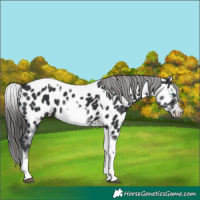 Horse Color:White Spotted Black Splash Tobiano Frame Appaloosa 