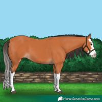 Horse Color:Bay Splash 