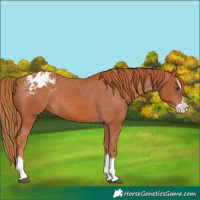 Horse Color:Chestnut Splash Varnish 