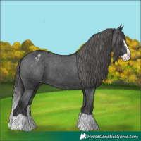 Horse Color:Black Splash Varnish 