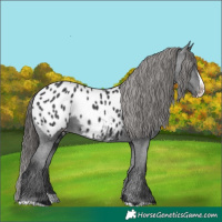 Horse Color:Black Splash Appaloosa 
