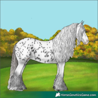 Horse Color:Black Splash Appaloosa 