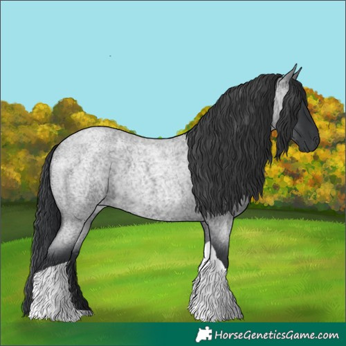 Horse Color:Blue Roan Tobiano