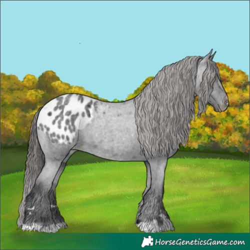 Horse Color:Blue Roan Appaloosa 