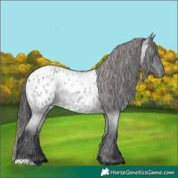 Horse Color:Blue Roan Appaloosa 