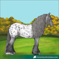 Horse Color:Blue Roan Appaloosa