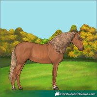 Horse Color:Chestnut 