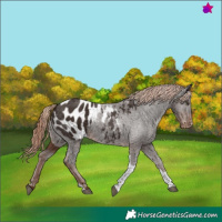 Horse Color:Liver Chestnut Tobiano Appaloosa 