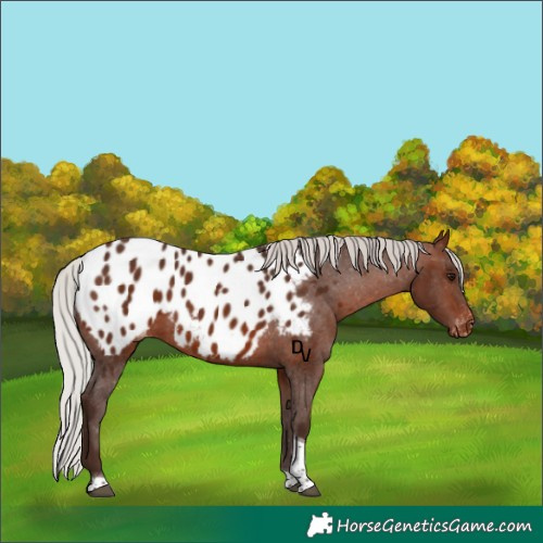 Horse Color:Silver Brown Tobiano Near Leopard