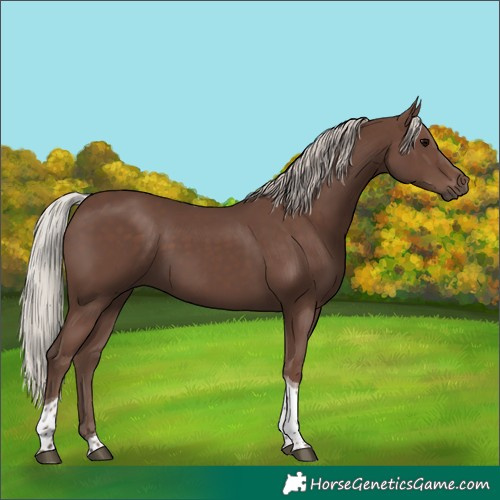 Horse Color:Silver Black Tobiano 