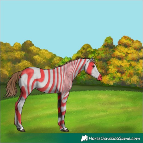 Horse Color:Liver Chestnut Tobiano Appaloosa