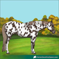 Horse Color:Liver Chestnut Tobiano Appaloosa 