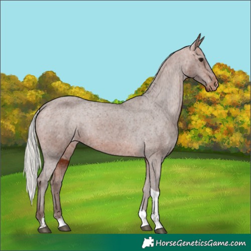Horse Color:Silver Bay Tobiano Appaloosa 