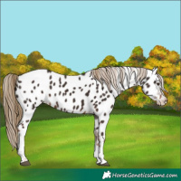 Horse Color:Liver Chestnut Tobiano Appaloosa 