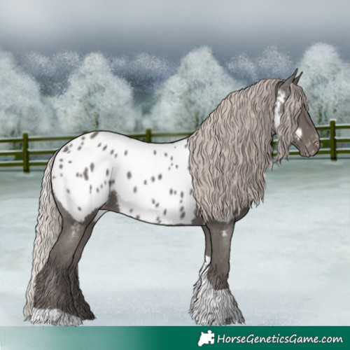 Horse Color:Silver Black Tobiano Appaloosa