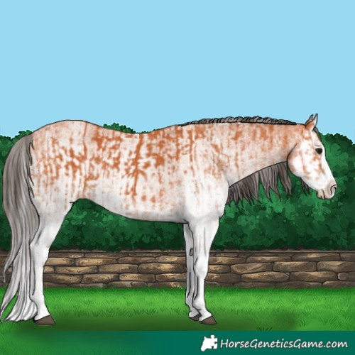 Horse Color:White Spotted Bay Splash  and White Spotted Bay Splash 