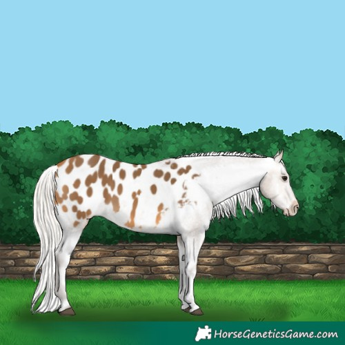 Horse Color:Silver Buckskin Tobiano Appaloosa 