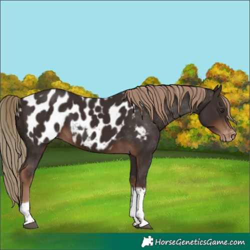 Horse Color:Liver Chestnut Tobiano Appaloosa 