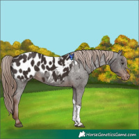 Horse Color:Liver Chestnut Tobiano Blanket 