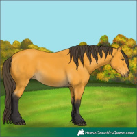 Horse Color:Unknown 