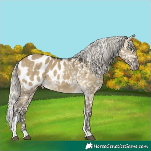 Horse Color:Silver Buckskin Dun Tobiano Appaloosa 