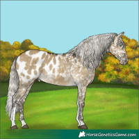 Horse Color:Silver Buckskin Dun Tobiano Appaloosa 
