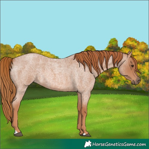 Horse Color:Red Roan 