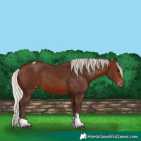 Horse Color:Silver Bay Tobiano Appaloosa