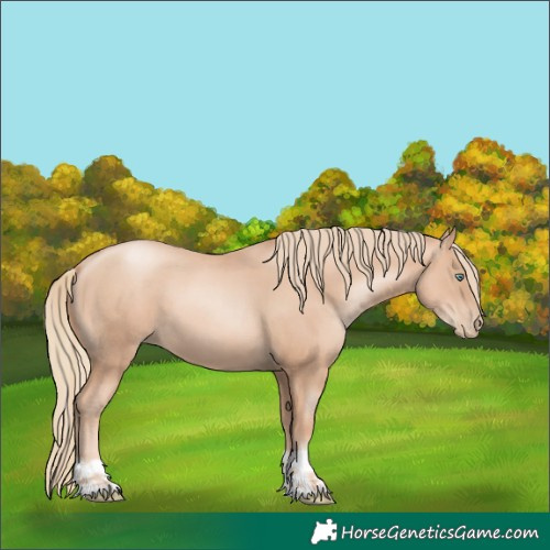 Horse Color:Gold Champagne Pearl Rabicano  and Gold Champagne Pearl 