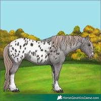 Horse Color:Liver Chestnut Tobiano Appaloosa