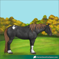 Horse Color:Liver Chestnut Tobiano Appaloosa 