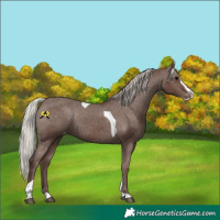 Horse Color:White Spotted Silver Black Splash Tobiano Appaloosa 