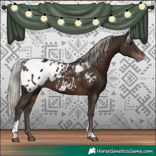 Horse Color:Silver Brown Tobiano Appaloosa