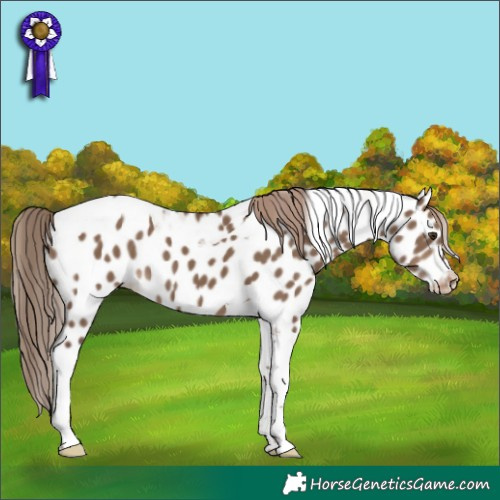 Horse Color:Liver Red Dun Tobiano Appaloosa 