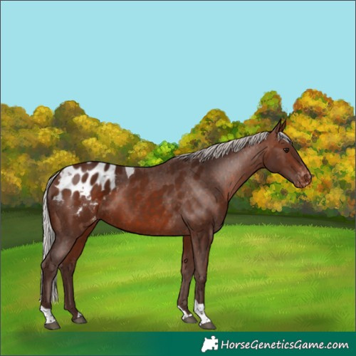 Horse Color:Silver Bay Tobiano Appaloosa 