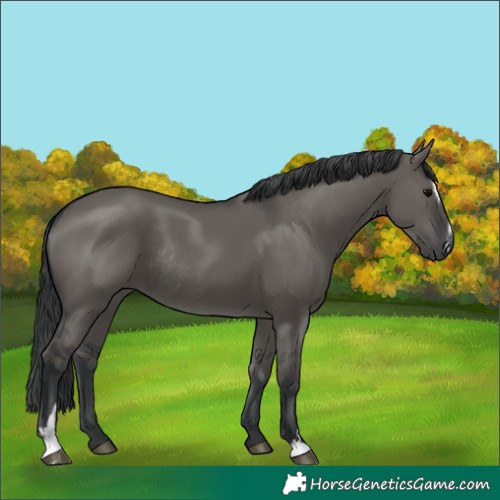 Horse Color:Grullo Sabino Rabicano