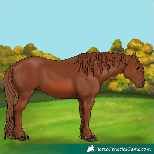 Horse Color:Chestnut 