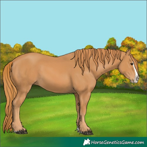 Horse Color:Chestnut Splash 