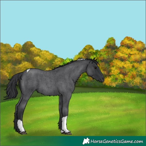 Horse Color:Blue Roan Tobiano
