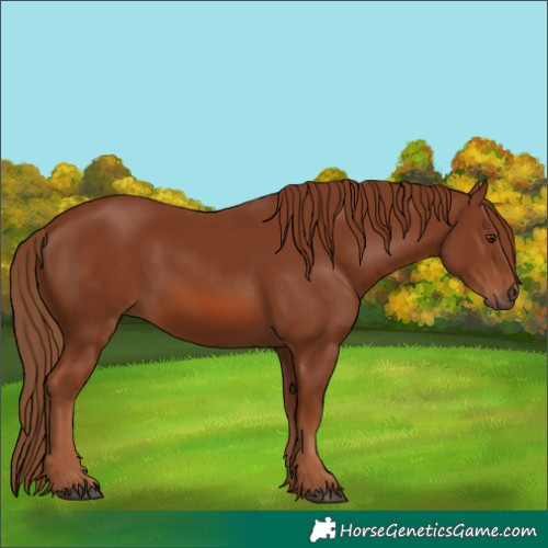 Horse Color:Chestnut 