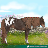 Horse Color:Liver Chestnut Tobiano Appaloosa