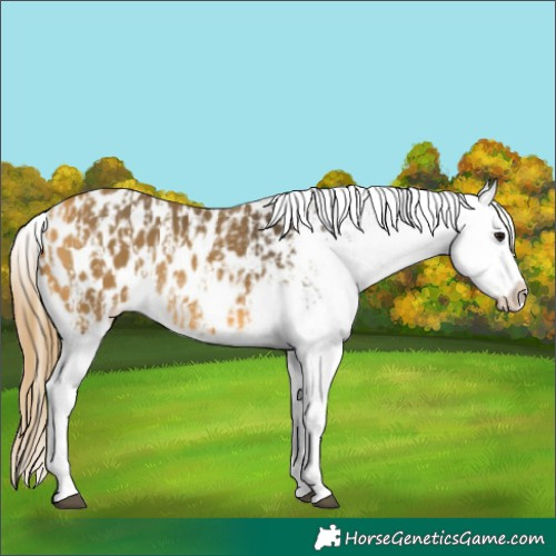 Horse Color:Buckskin Appaloosa  and Buckskin Appaloosa 