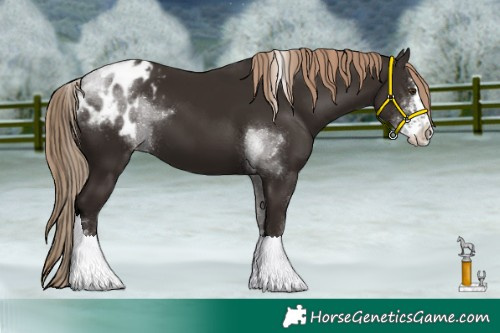 Horse Color:Liver Chestnut Sabino Tobiano Blanket 
