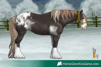 Horse Color:Liver Chestnut Sabino Tobiano Appaloosa 