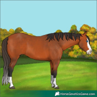 Horse Color:Bay Splash 