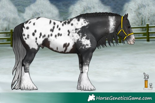 Horse Color:White Spotted Brown Tobiano Appaloosa 